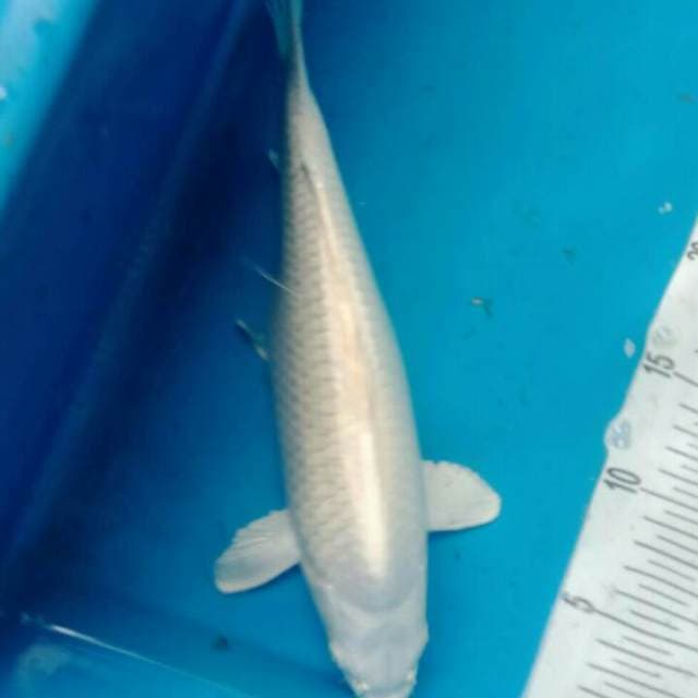 platinum 30 cm