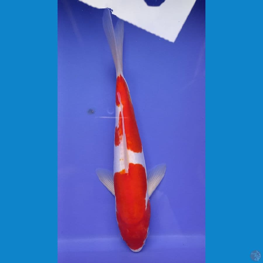 KOHAKU DOITSU