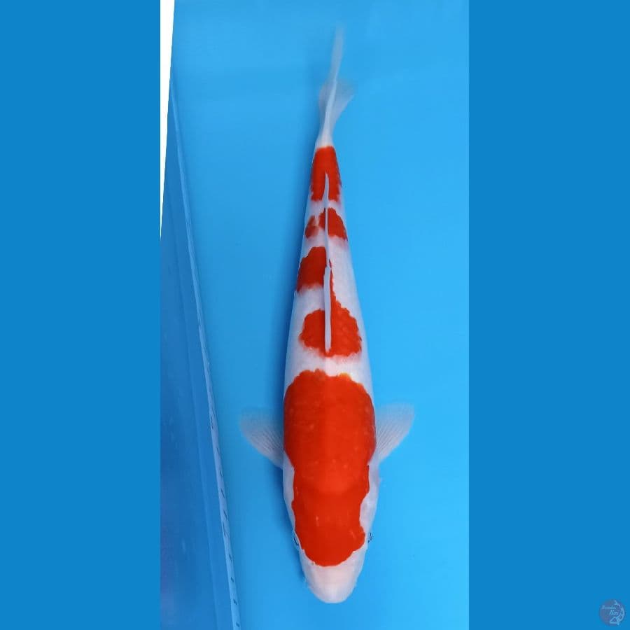KOHAKU 32 CM ORIGINAL MALE 