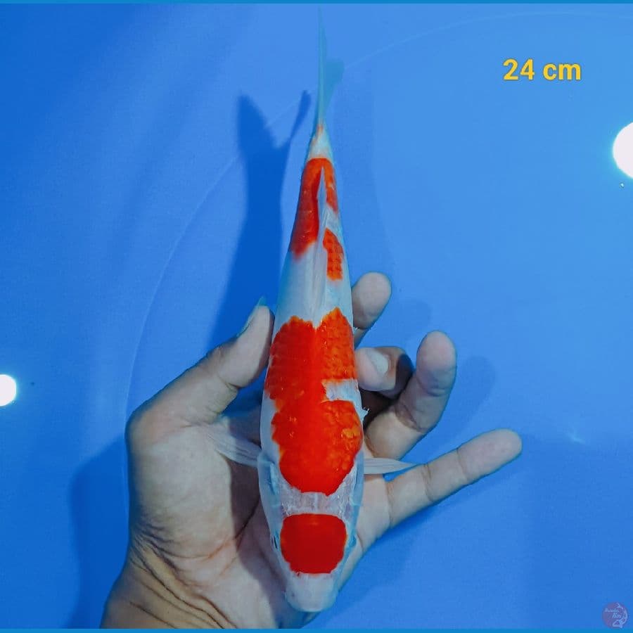 Maruten kohaku 24 cm