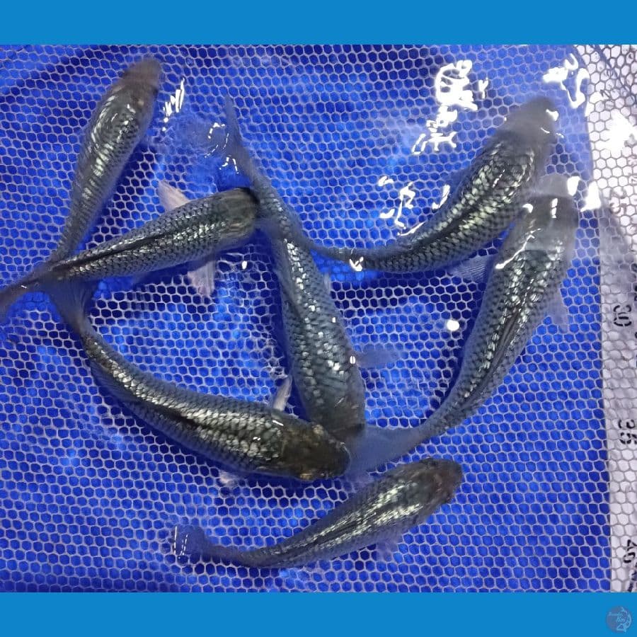black diamond 12-15 cm