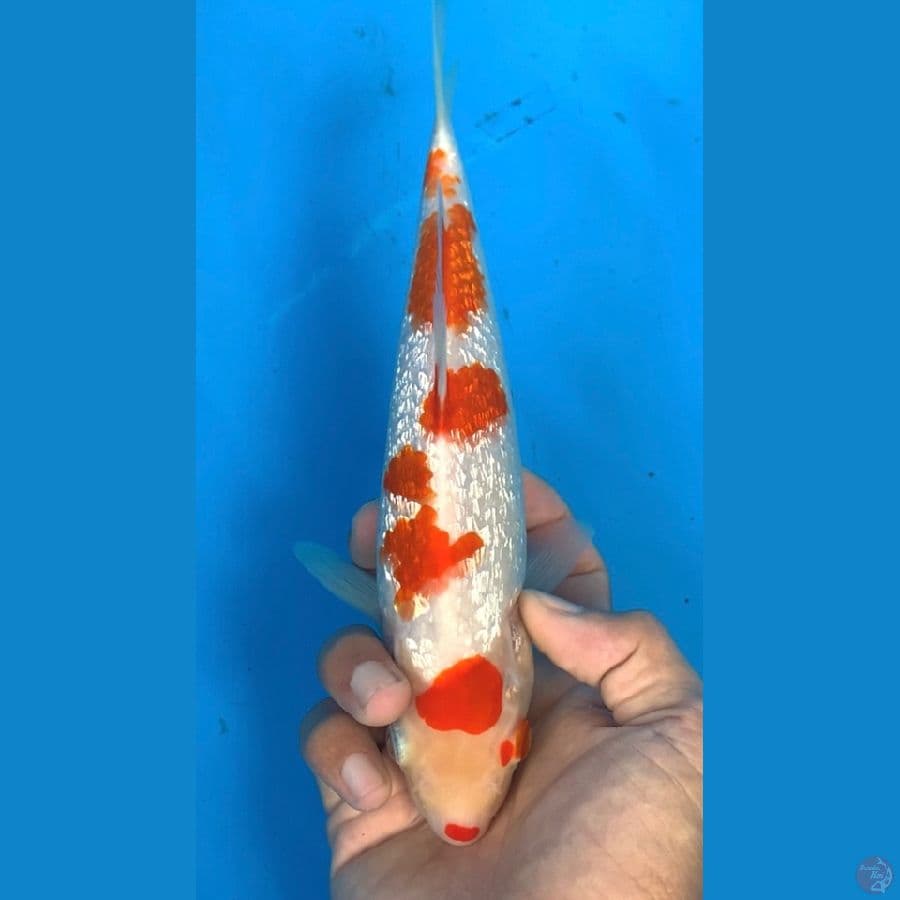 SQ GINRIN KOHAKU 30 BU