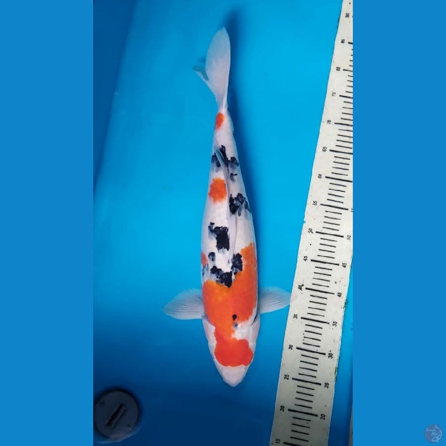 sanke female 56 cm