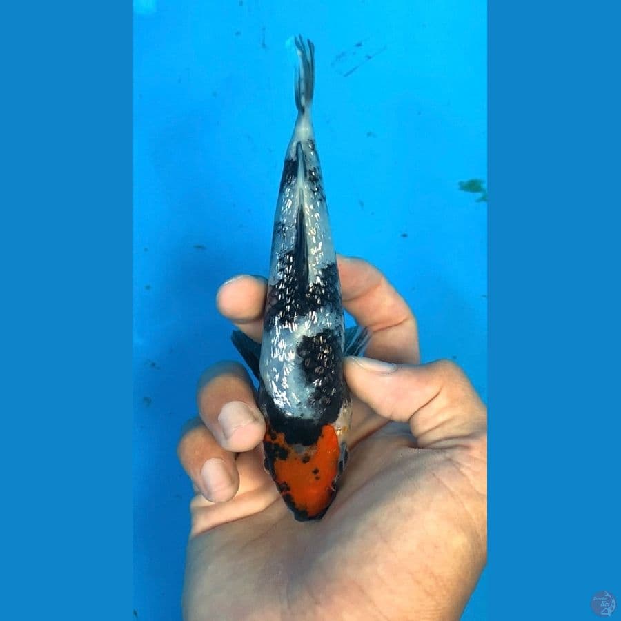 TANCHO SHOWA 17 CM