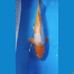 spesial..bulky 30 bu..