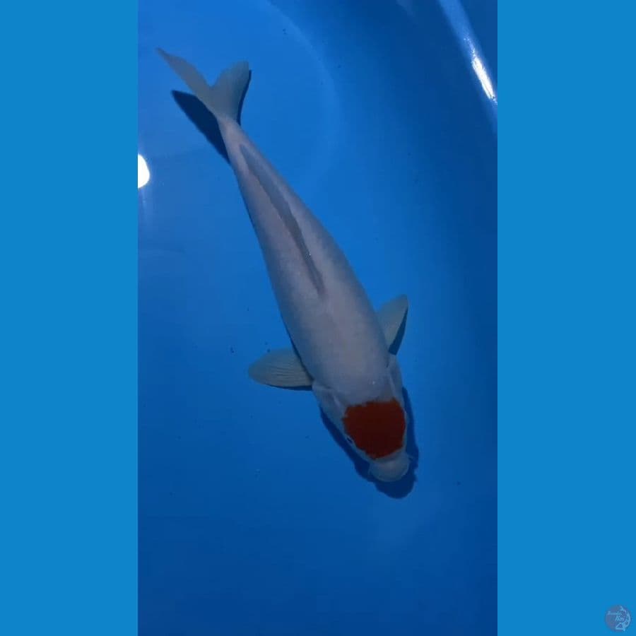 tancho kohaku ori 36 cm