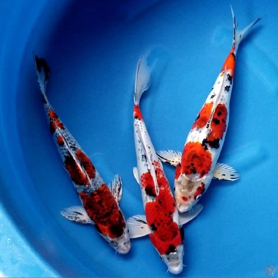 GOSHIKI SHOWA 3 EKOR ALL 38 CM