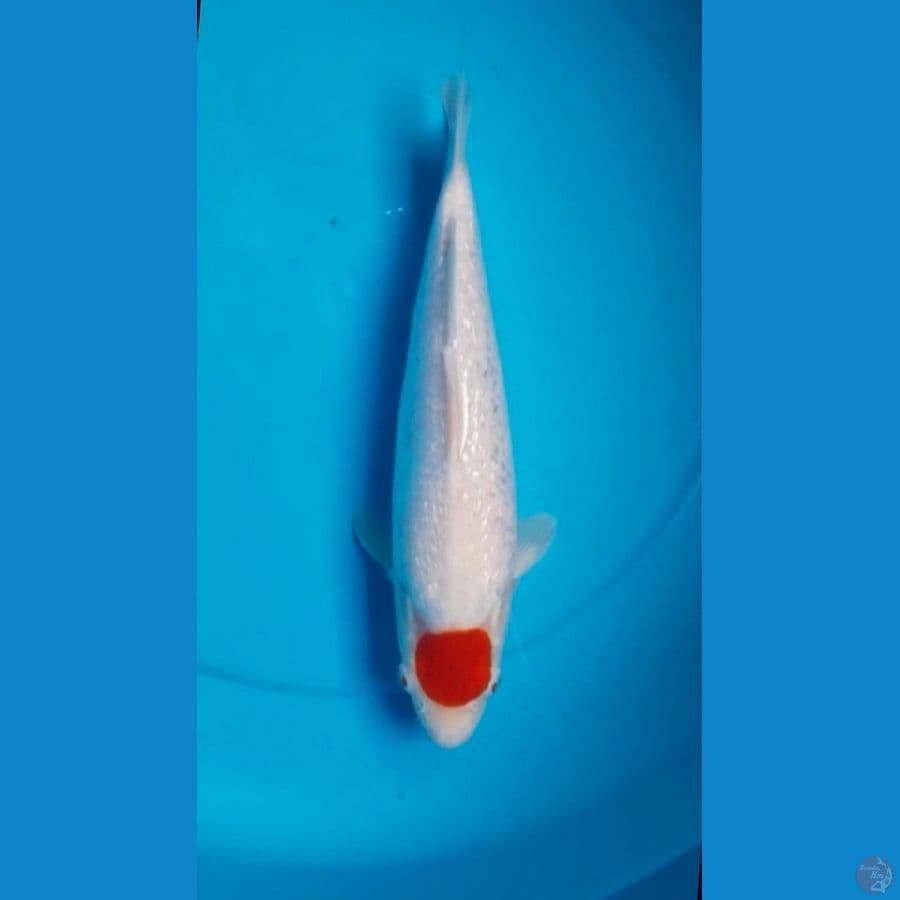 Tancho Kohaku (Ginrin)