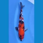 SHOWA HQ 23CM~male
