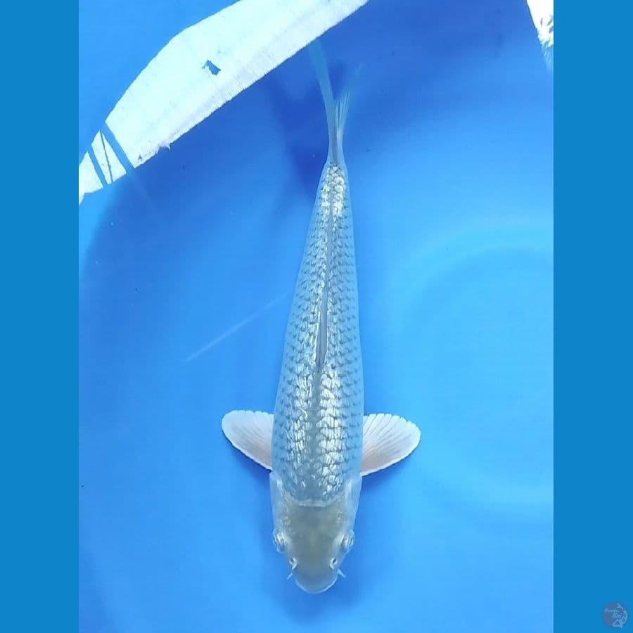 SQ 35CM Male Gindrin Full