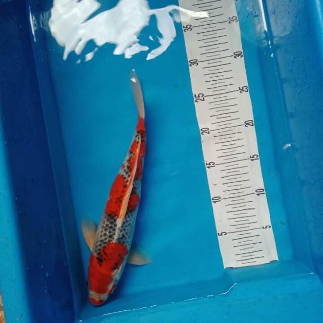 goshiki merah