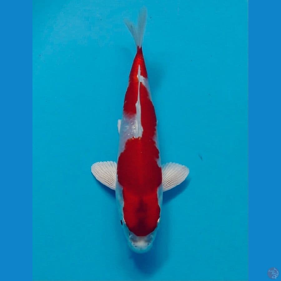 Kohaku hikari 