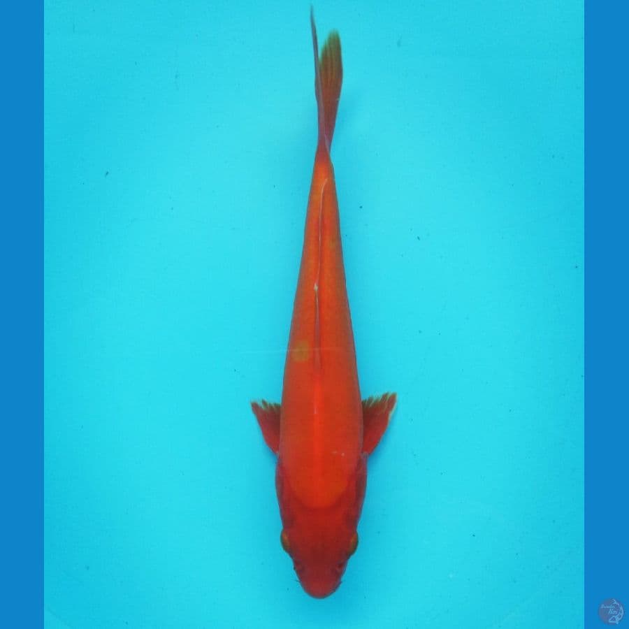 Doitsu 26cm tembus