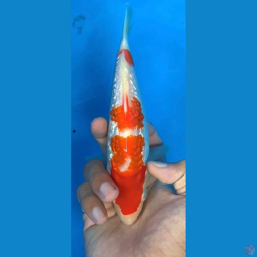 GINRIN KOHAKU 25 BU