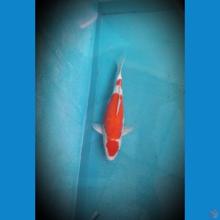 Kohaku doitsu 38 cm siap brol
