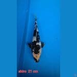 Shiro Bahan 21 cm