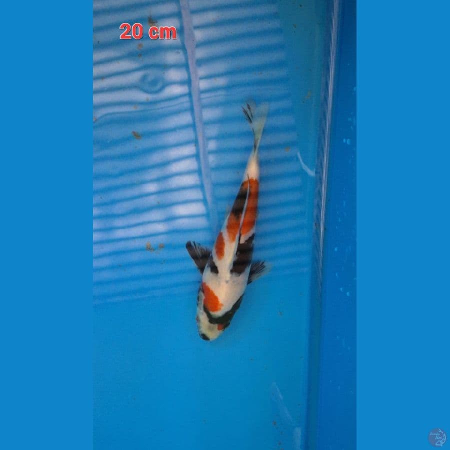 Kindai showa 20 cm