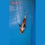 Kindai showa 20 cm
