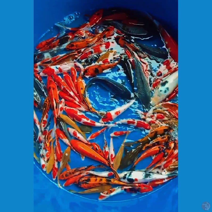 80an ekor 15bu-25cm mix merah strong 