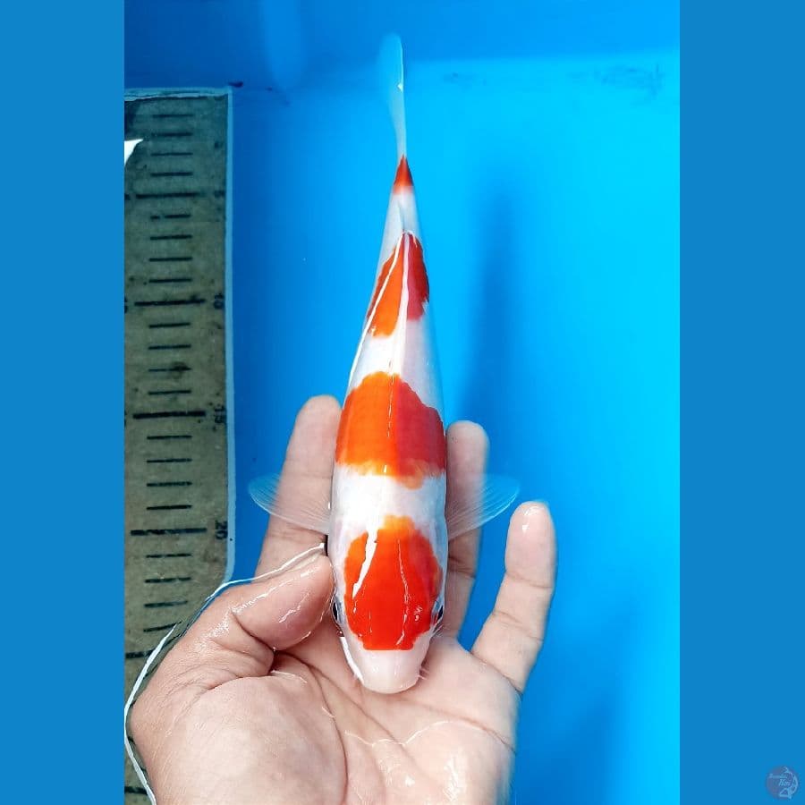 Kohaku 24cm