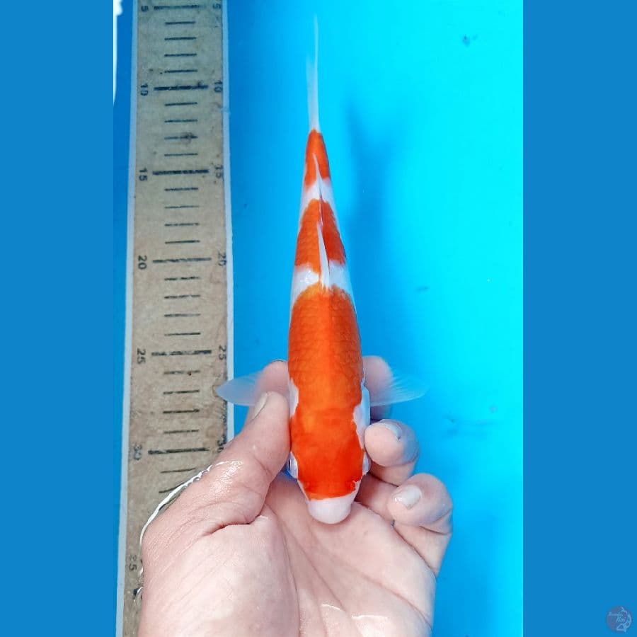 Kohaku 22cm