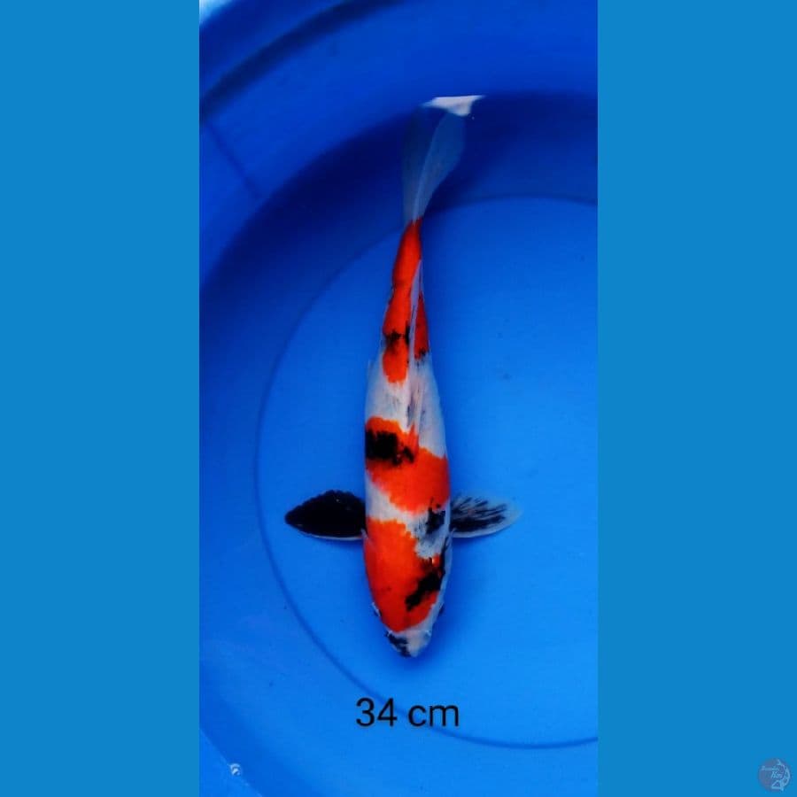 showa 34 cm