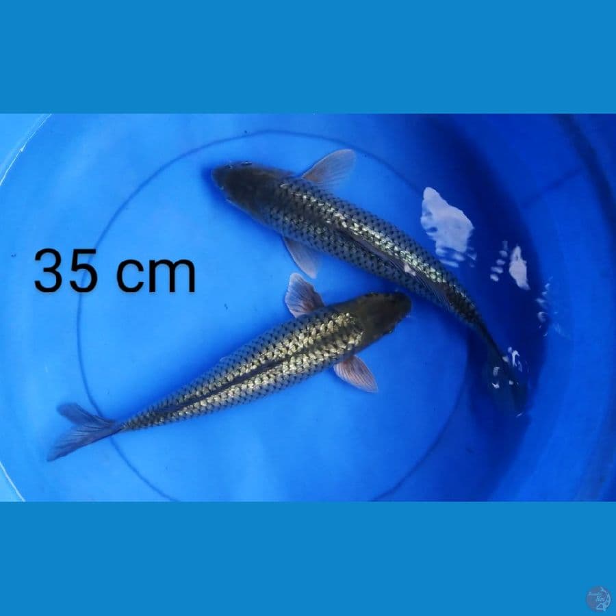 black diamond punuk 35 cm