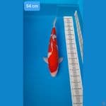 SPESIAL JUMBO 54 CM MUNUK TAPI BUKAN POLOSAN ~ KOHAKU 54 CM ORIGINAL DARI TELUR