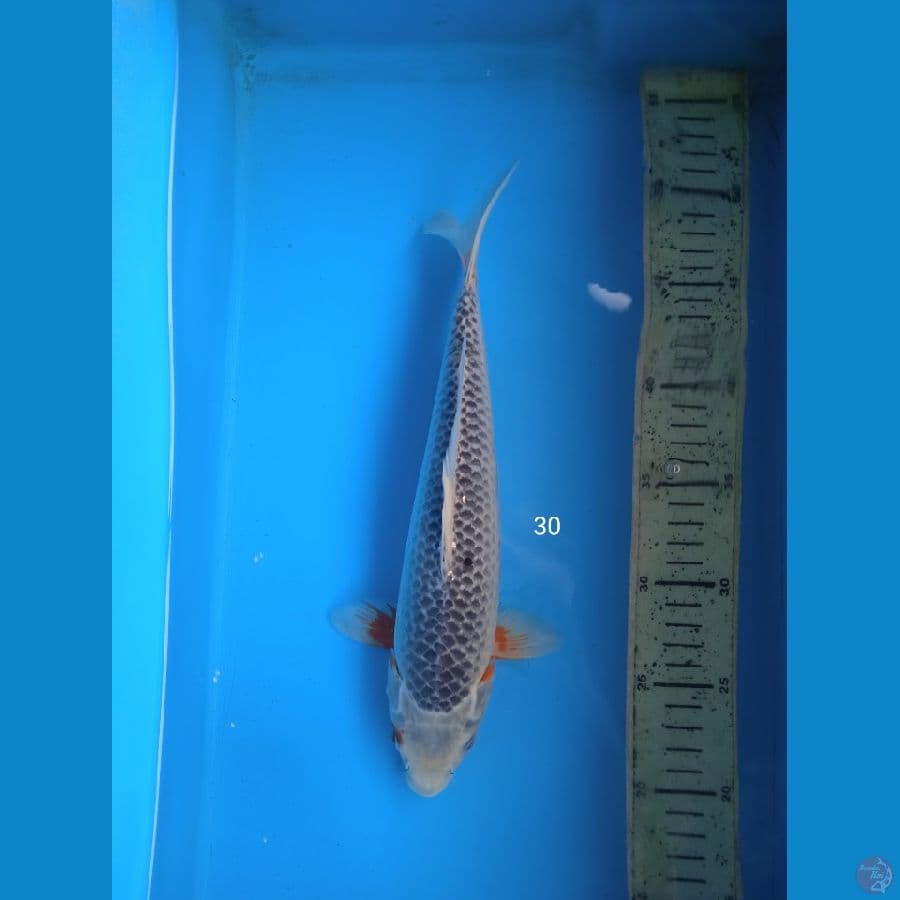 asagi 30cm