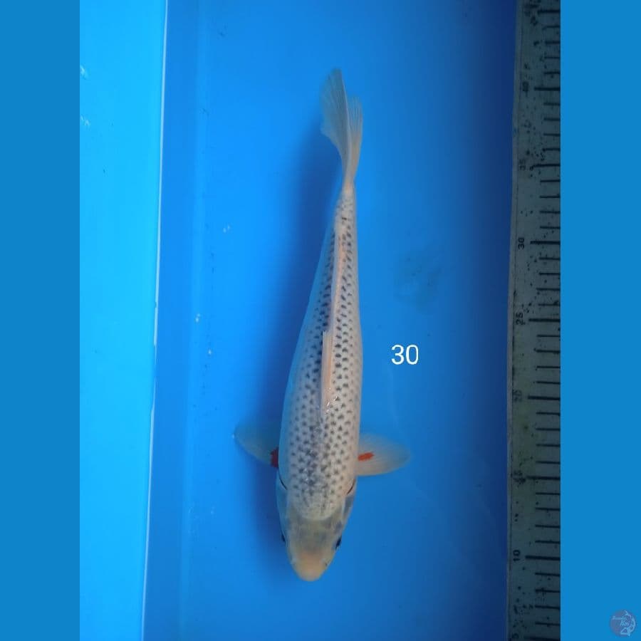 asagi 30cm