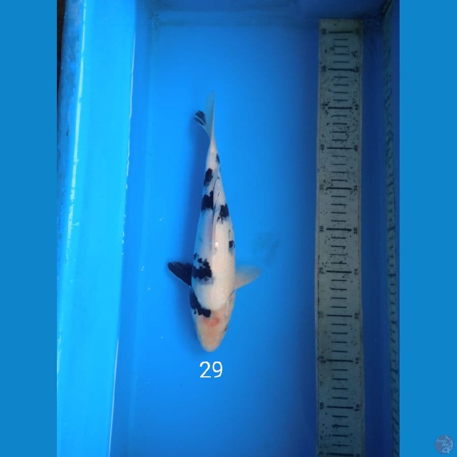 siro 29cm