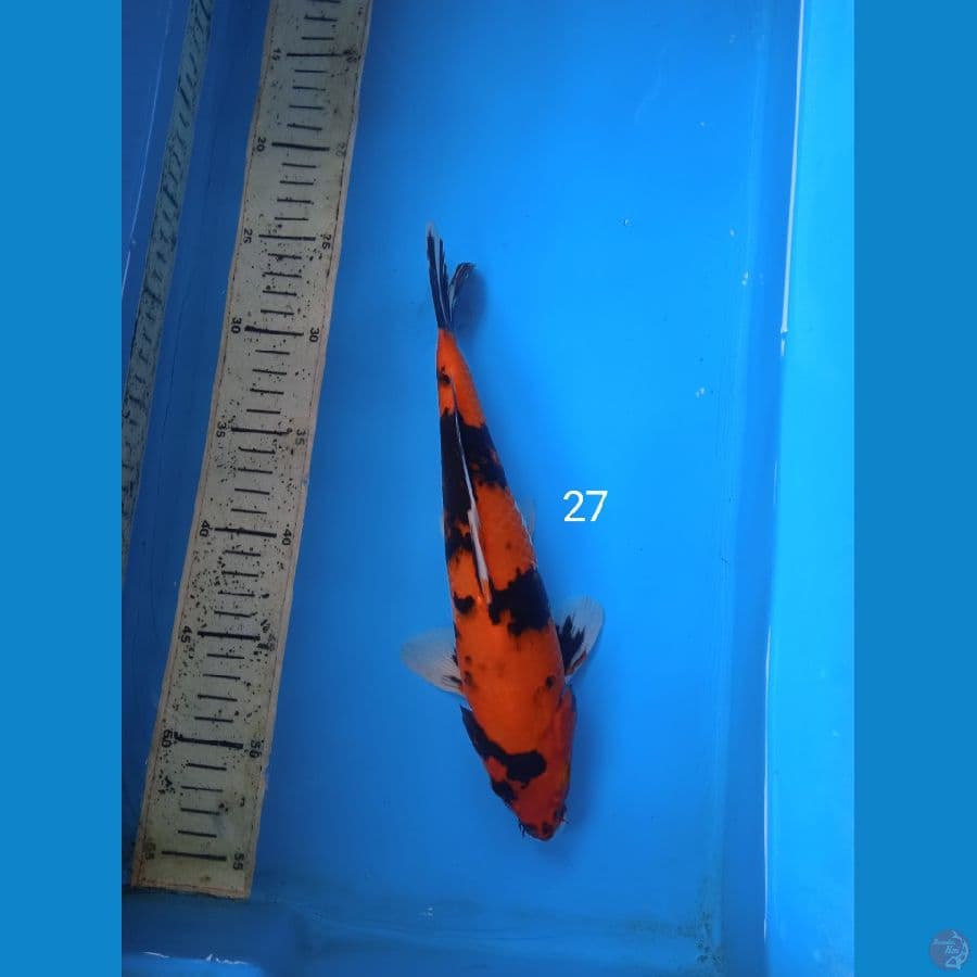 hishowa 27cm