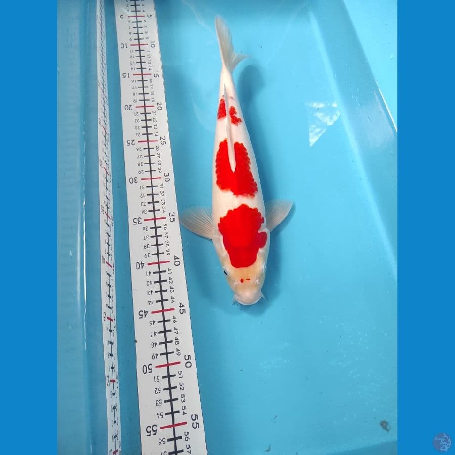 33cm Male