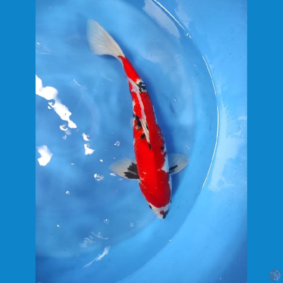 45cm Male