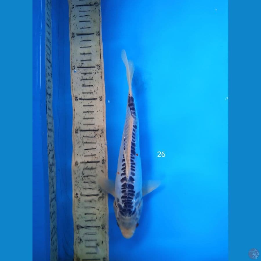 shusui 26cm