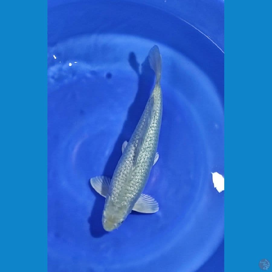 SHORAGOI FULL GINRIN 40CM