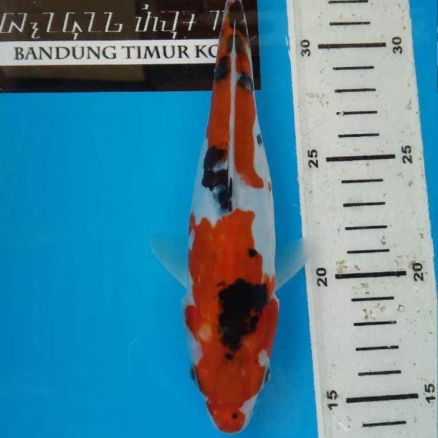 Sanke Doitsu 22 cm