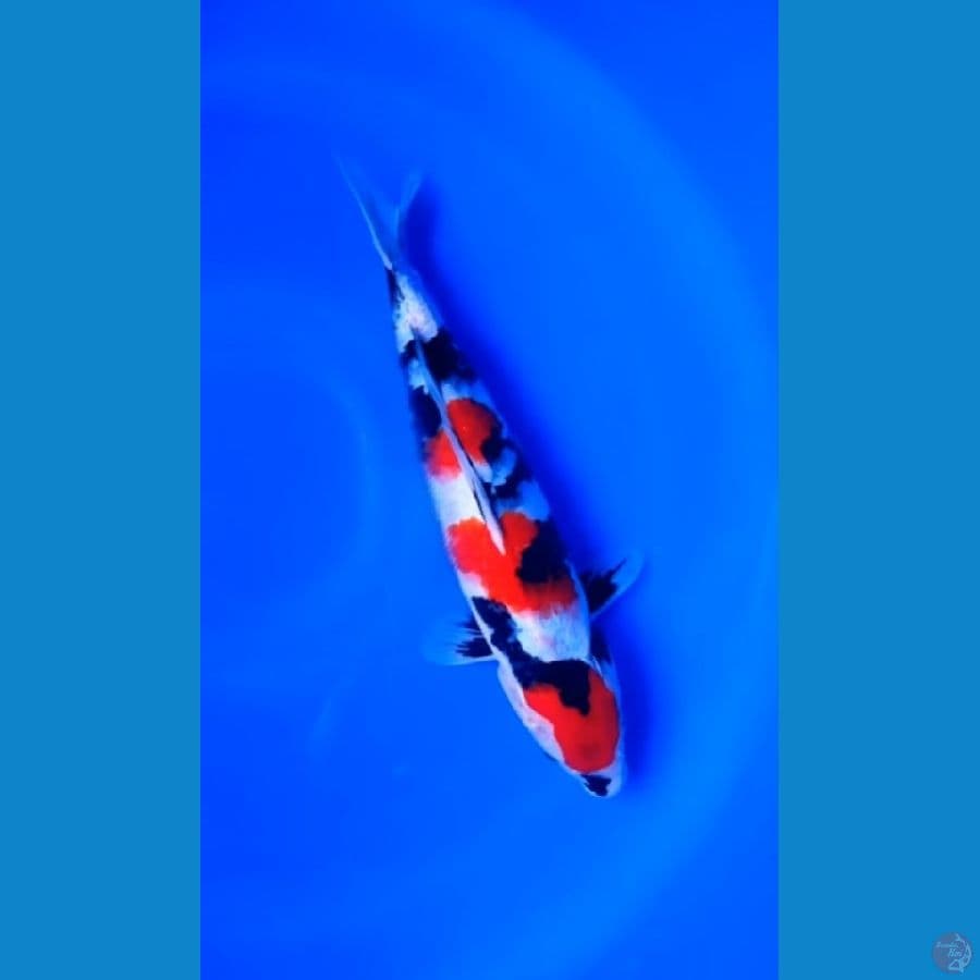 SHOWA SANSOKU 33CM
