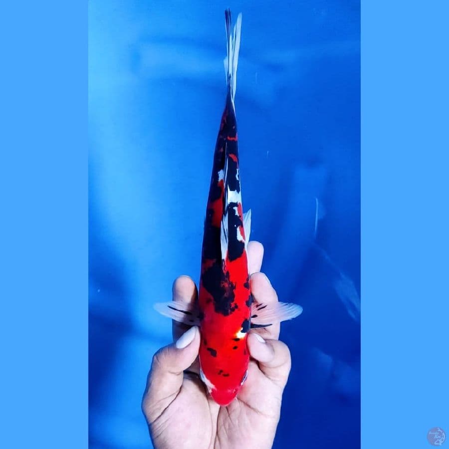 (25CM) SHOWA DOITSU MURNI - M