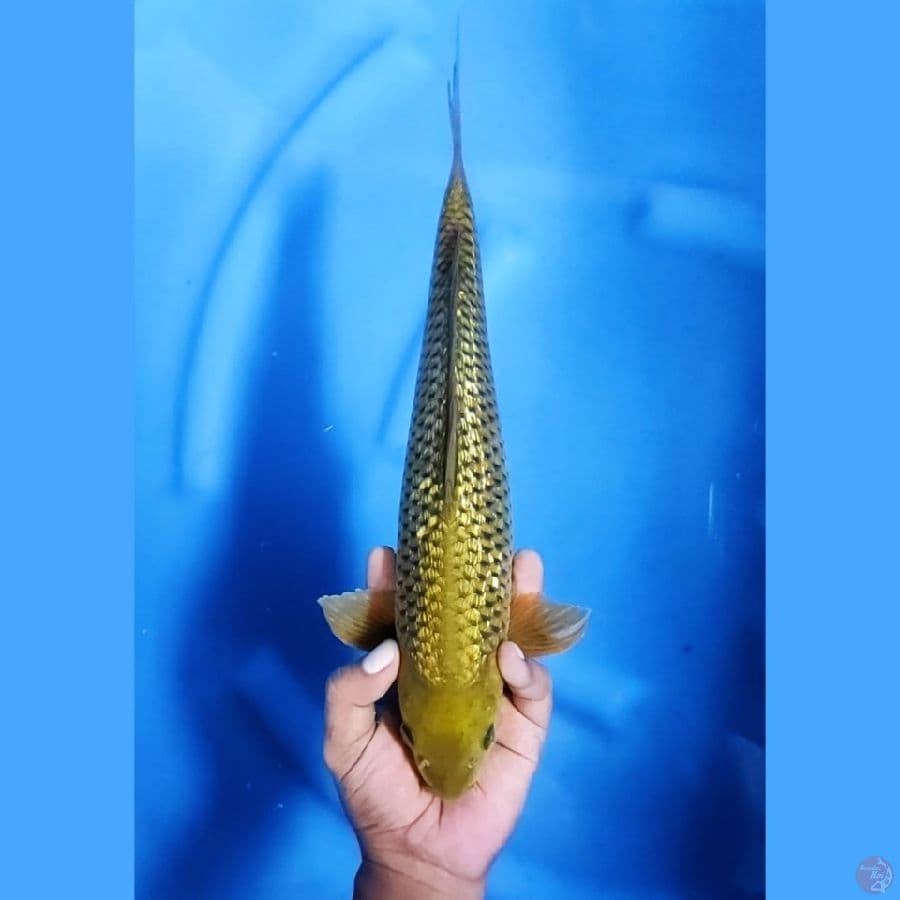 (35CM) MIDORI GINRIN MANTAP - M