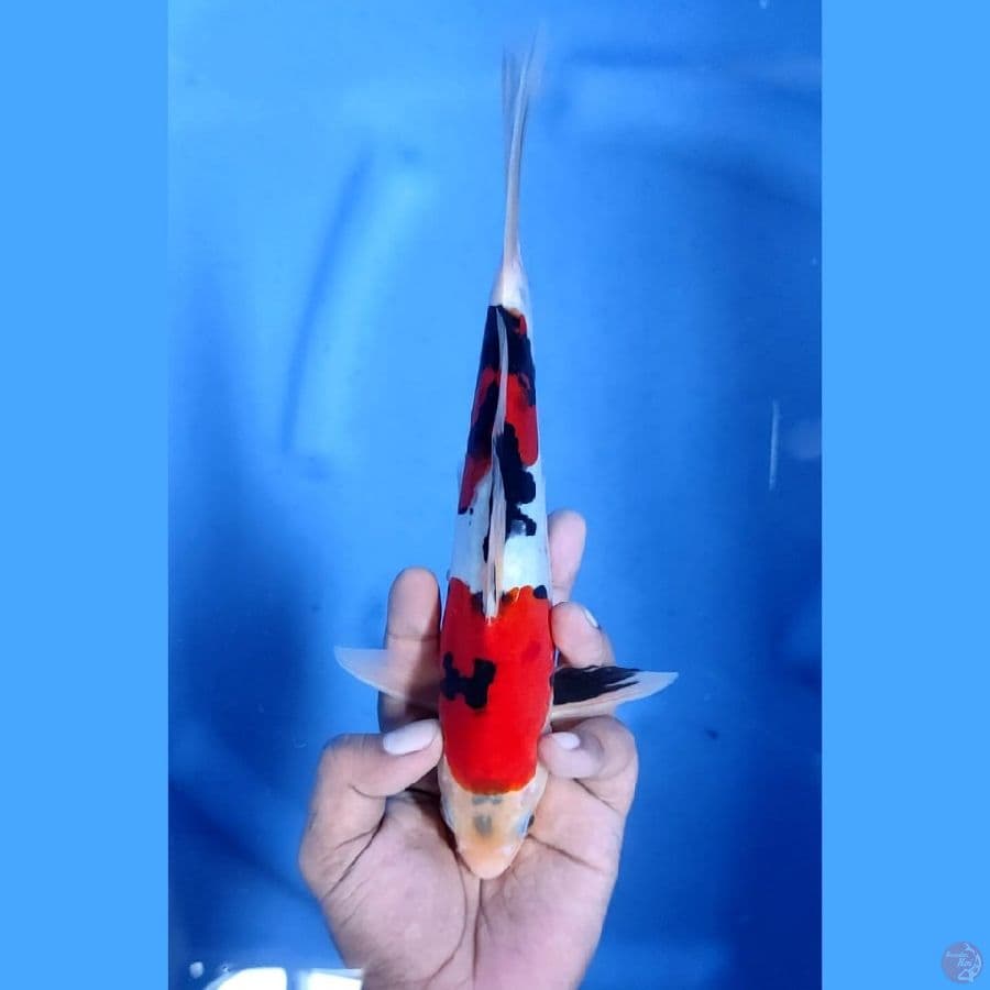 (25CM) SHOWA DOITSU JOS - M
