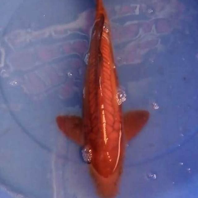 CHagoi tembaga 42cm