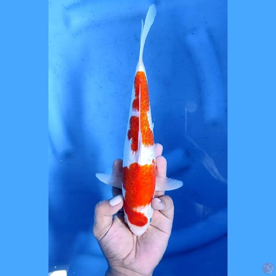 (29CM) KOHAKU GINRIN - F