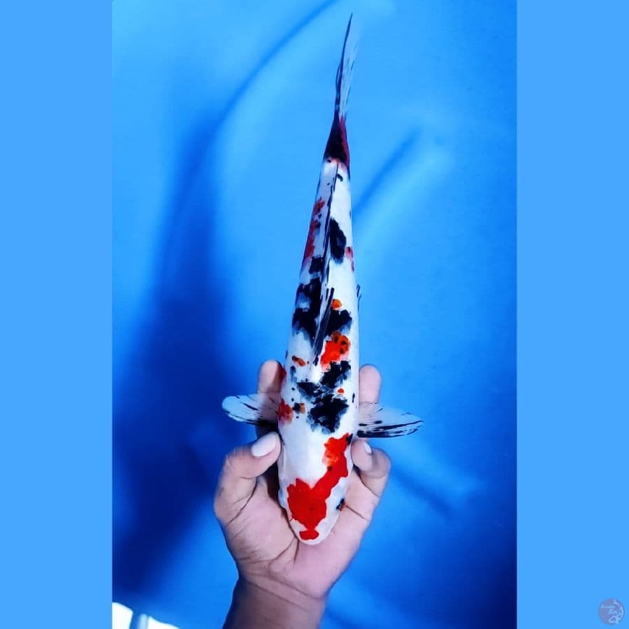 (31CM) SANKE MANTAP - M