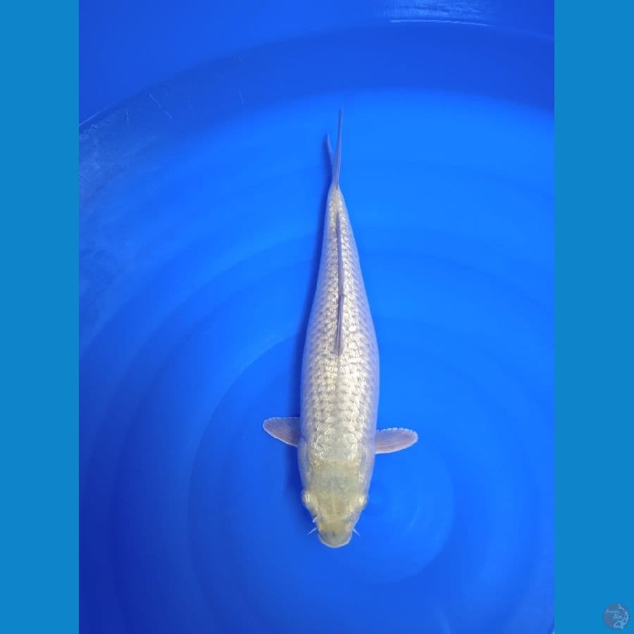 KINDRIN F34CM ~ SHORAGOI