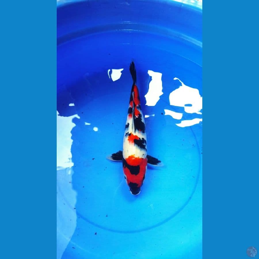 37CM SHOWA JANTAN