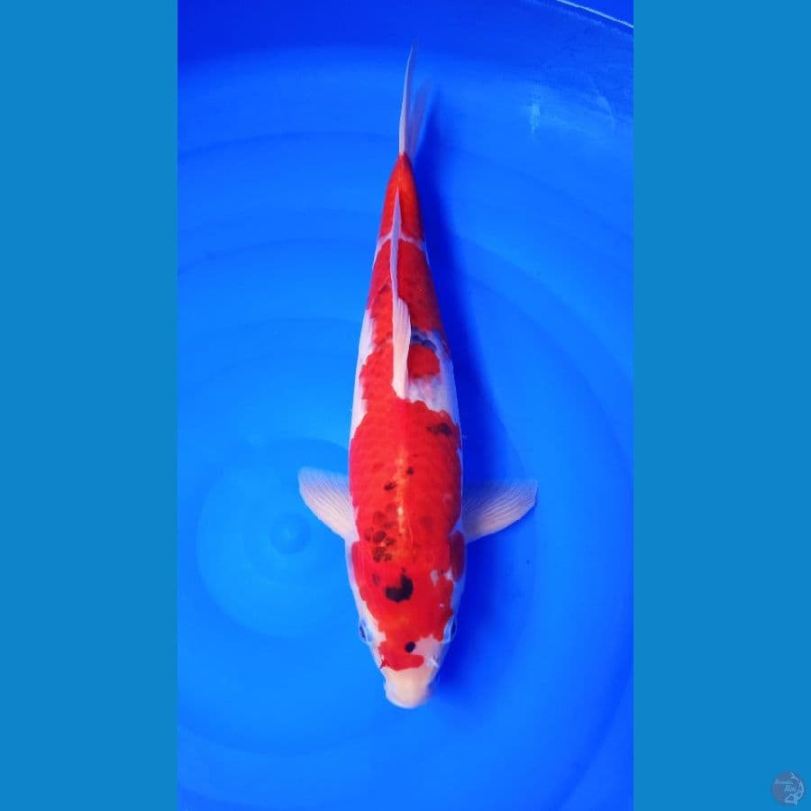 Ghosiki Jantan 39cm 