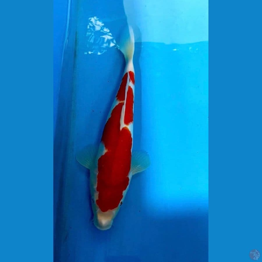 KOHAKU INAZUMA ORIGINAL MERAH STRONG 35 M