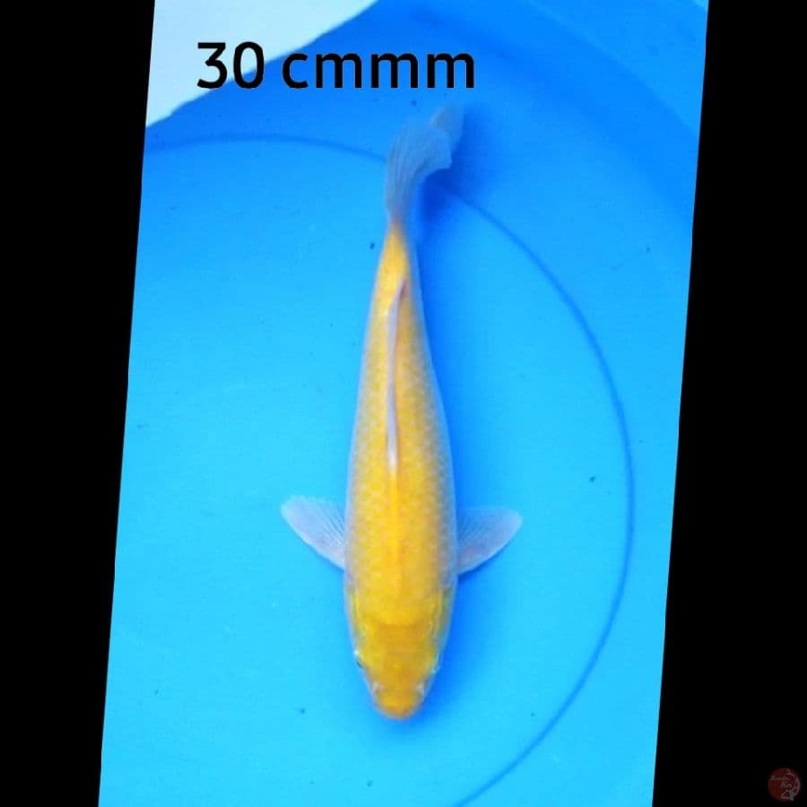 Karashi punuk 30 cm red eye