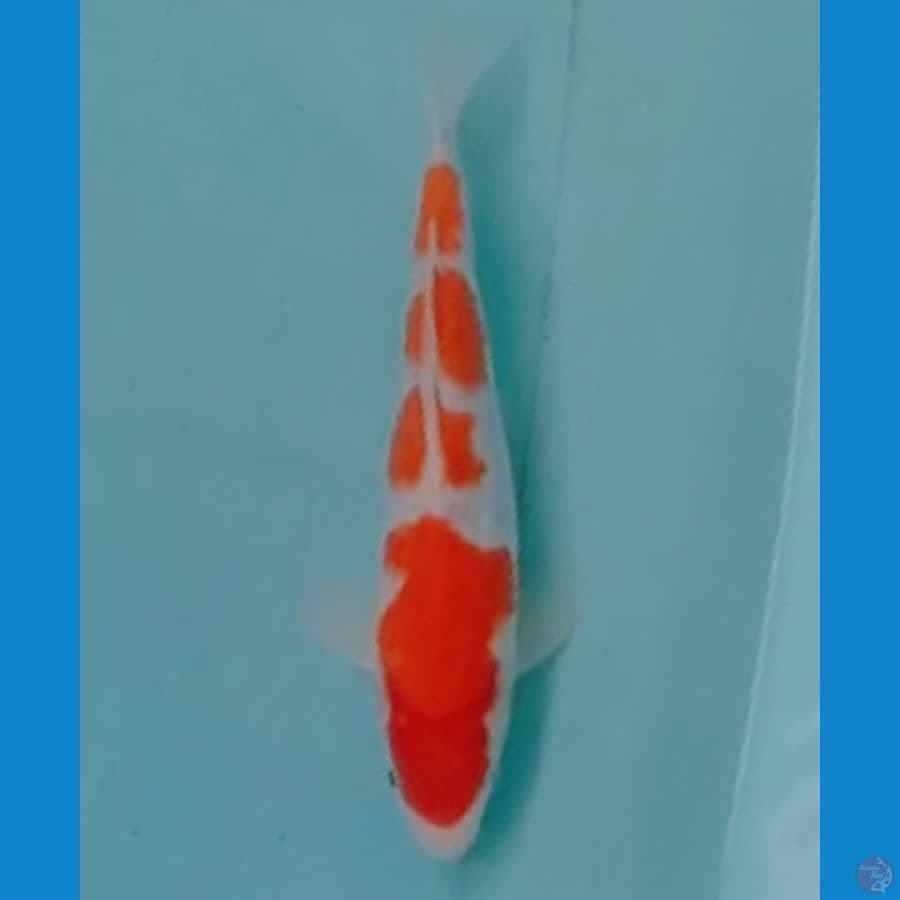 male 20 cm 